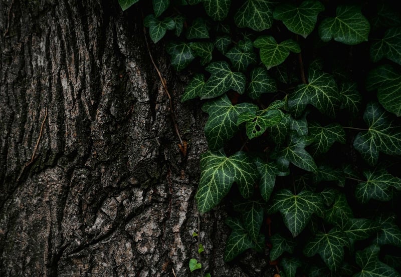 Tree Bark Texture Cake