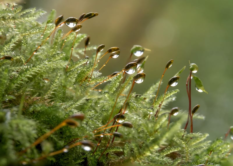 Moss Decor