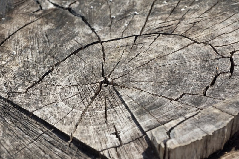 Tree Stumps and Logs